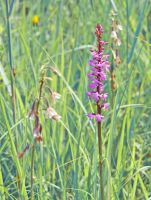 Gymnadenia conopsea und Epipactis palustris