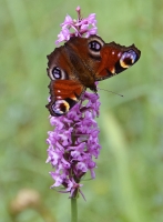 Gymnadenia conopsea