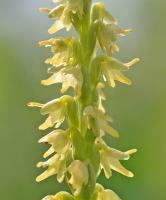 Herminium monorchis