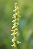 Herminium monorchis