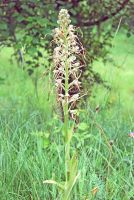 Himantoglossum hircinum