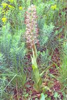 Himantoglossum hircinum mit winzigem Aceras