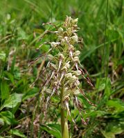 Himantoglossum hircinum