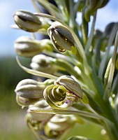 Himantoglossum hircinum