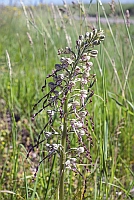 Himantoglossum hircinum