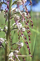 Himantoglossum hircinum