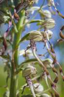 Himantoglossum hircinum