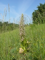 Himantoglossum hircinum