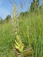 Himantoglossum hircinum