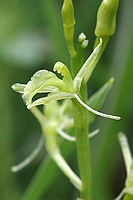 Liparis loeselii