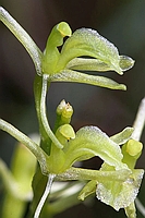 Liparis loeselii