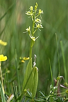 Liparis loeselii