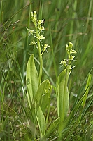 Liparis loeselii