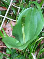 Listera ovata