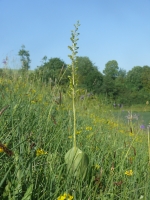 Listera ovata