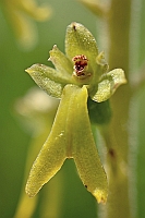 Listera ovata