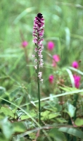 Neotinea ustulata ssp. aestivalis