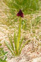 Nigritella rhellicani