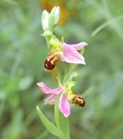 Ophrys apifera