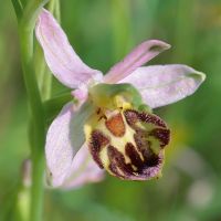 Ophrys apifera var. friburgensis