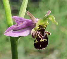 Ophrys apifera