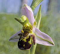 Ophrys apifera