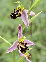 Ophrys apifera