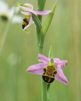 Ophrys apifera var. badensis