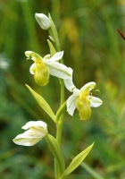 Ophys apifera var. badensis , gelbe Farbvariante (var. 'basiliensis')