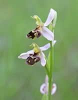 Ophrys apifera