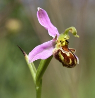 Ophrys apifera