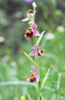 Ophrys apifera x Ophrys holoserica, Ebringen Breisgau, 12.06.2010 / phot. C. Schlomann