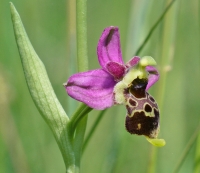 Ophrys apifera x Ophrys holosericea