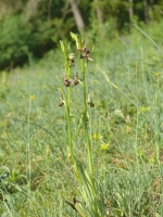 Ophrys apifera x Ophrys insectifera