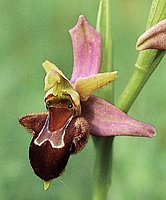 Ophrys apifera x Ophrys sphegodes, Nord-Baden,  / phot. H.-G. Seeger