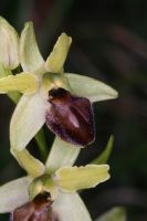 Ophrys araneola