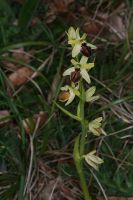 Ophrys araneola