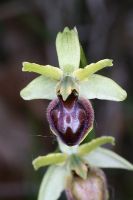 Ophrys araneola, Küßnacht, 27.04.2007 / phot. M. Hirth