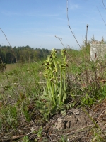 Ophrys araneola