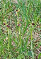 Ophrys araneola