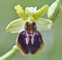 Ophrys araneola