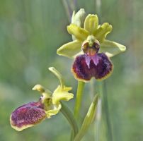 Ophrys araneola