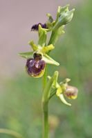 Ophrys araneola