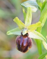 Ophrys araneola