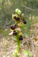 Ophrys apifera x Ophrys holosericea
