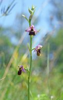 Ophrys elatior