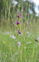 Ophrys elatior