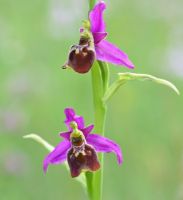 Ophrys elatior