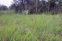 Ophrys elatior