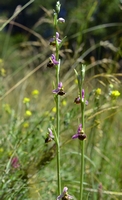 Ophrys elatior